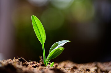 Green sprout growing out from soil in the morning light