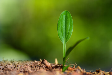 green sprout in the ground