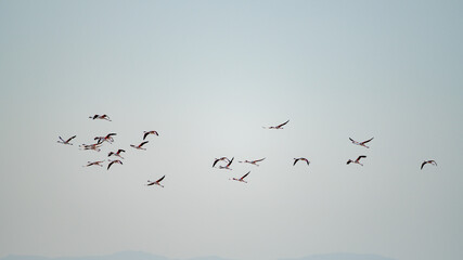 Group of Flamingo in Tunisia