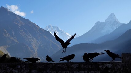 Feeding a group of raven on the wall against the backdrop of the Himalayan mountains,  Ama Dablam...