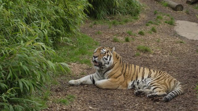 Adult Tiger resting on a natural background