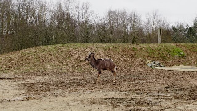 Greater Kudu walking inside of a reserve in a zoo. Wildlife concept