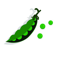 Vector illustration of a green pea pod and peas lying separately. Concept: recipe, diet food, vegetarianism, vegetables and herbs, vegetable garden and cultivated plants. Bright realistic art.