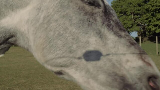 Head of grey horse shakes his head portrait tilting shot