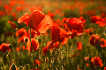 blooming field of  red poppy flowers in sunlight