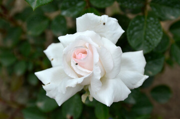 blooming white rose close up