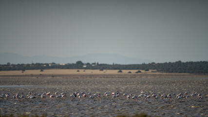 Group of Flamingo in Tunisia 
