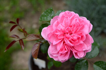 blooming pink roses growing in the garden  close up