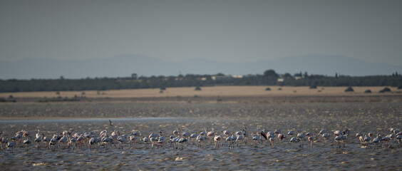 Group of Flamingo in Tunisia 
