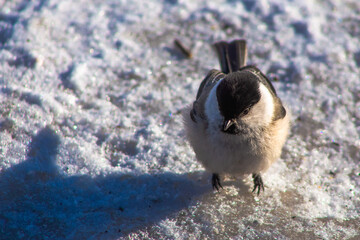 bird in the snow