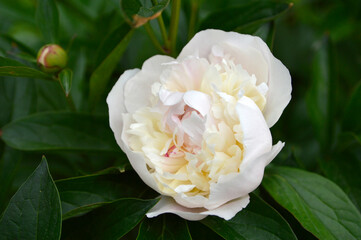 white peony flower with buds and blooming flowers growing in the garden