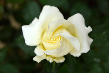 blooming pastel white rose close up