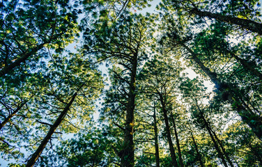 Pines in Tisey, Nicaragua