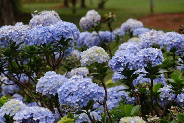 blue flowers in the garden