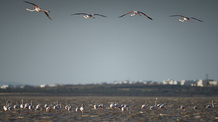 Group of Flamingo in Tunisia 