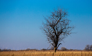 dry grass and trees