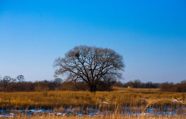 Fototapeta premium dry grass and trees