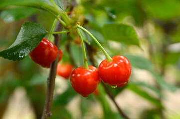 Obraz premium branch of ripe cherries with rain drops close up