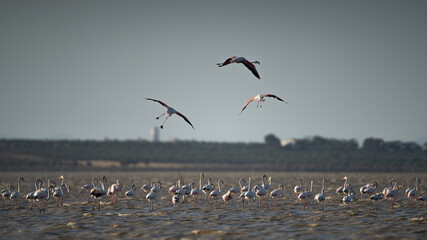 Group of Flamingo in Tunisia 