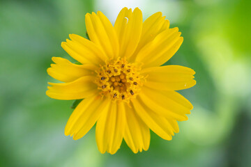 Fototapeta premium yellow flower closeup