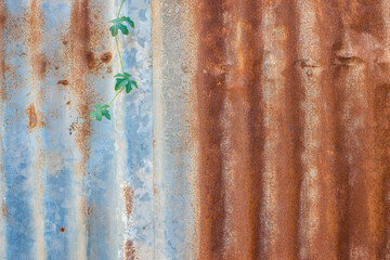 Rusty zinc background with ivy leaves on it.