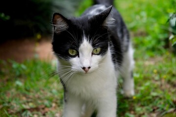 Fototapeta premium black cat with green eyes