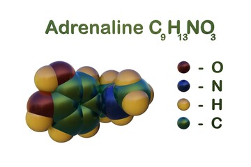 Structural chemical formula and molecular model of adrenaline, a hormone produced by the adrenal glands in times of stress as part of the fight-or-flight response. 3d illustration