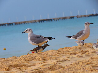 Obraz premium seagull family ∆