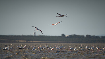 Group of Flamingo in Tunisia 