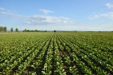 Fototapeten young plants of sugar beet growing in the field with blue sky in the background © Jana