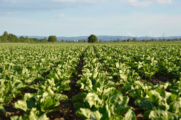 Fototapeta na wymiar young plants of sugar beet growing in the field with blue sky in the background
