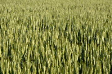 green wheat field in the spring 