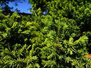 Cryptomeria