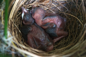 New born bird without feathers. Birds sleeping in nest waiting for mother to bring food.