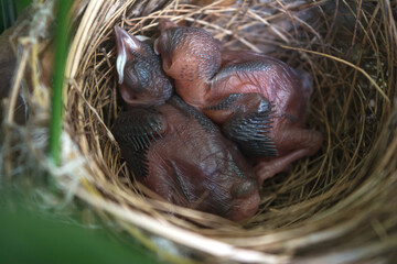 New born bird without feathers. Birds sleeping in nest waiting for mother to bring food.	