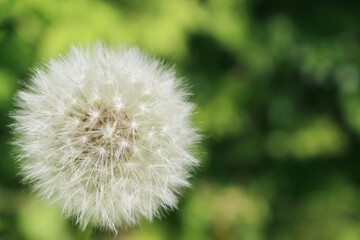 たんぽぽ_03