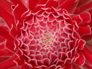 Dahla, Torch ginger or Etlingera elatior picture top view. Beautiful red flower. The petals are stacked in layers.
