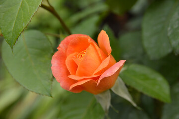 blooming orange rose growing in the garden close up