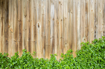 Background texture of wooden panel with some green plants climbing on its surface.