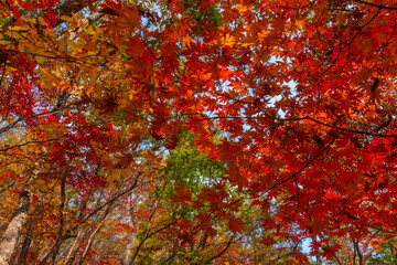 Colorful trees during autumn foliage season at Naejangsan national park in republic of Korea