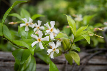 テイカカズラの花をクローズアップ／Trachelospermum asiaticum