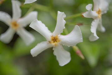 テイカカズラの花を真上からクローズアップ／Trachelospermum asiaticum