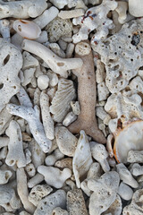 Close up view of coral from the beach of Perhentian Island
