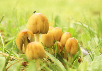 Group (family)  of inedible mushrooms against the background of green grass.  Soft focus   