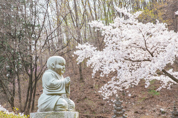 buddha statue and cherry blossom landscape in spring 
