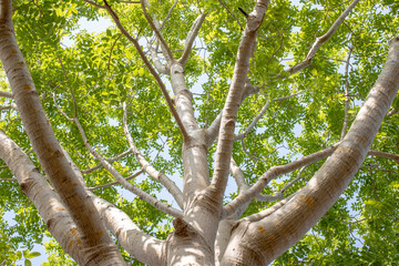 tree in the woods