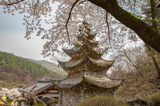 korea temple with blosoom tree 