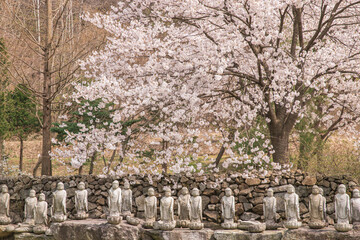cherry blossom in spring and buddha statue landscape