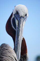 pelican on a beach