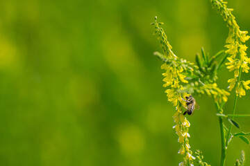 The bee collects pollen from a ragweed flower